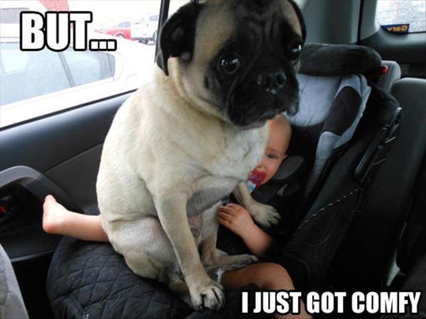 comfy critters pug