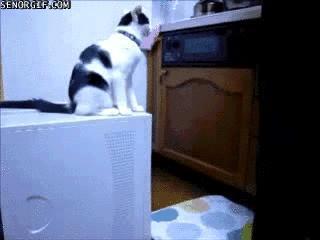 1843157197_Troll_cat..._Very_Funny.gif.gif