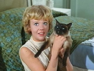 Dorothy Provine with Cat