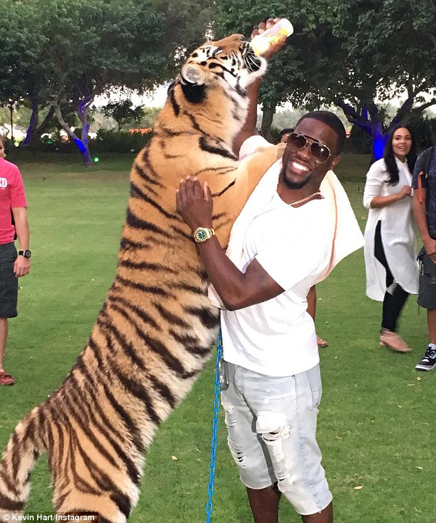 Kevin Hart With Real Tiger Photo