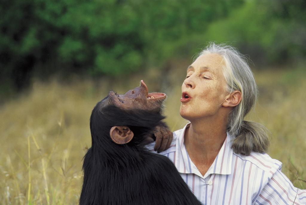 Jane Goodall HD Images