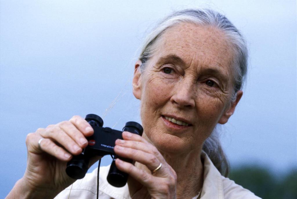 Jane Goodall Latest Wallpaper