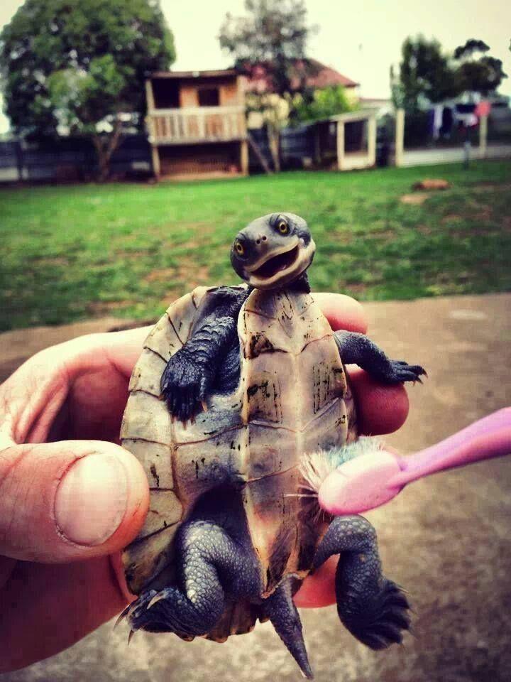 Here is a photo of a turtle being tickled with a tooth brush.