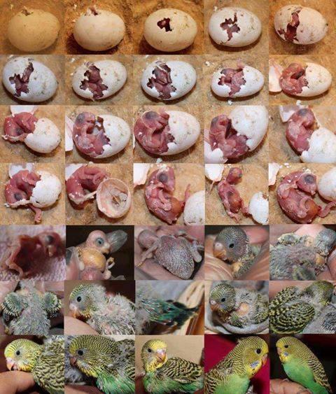 Development of a budgie, from hatching to adulthood in Pictures