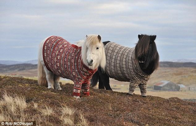 Shetland ponies wearing Fair Isle jumpers on Fair Isle, Shetland
