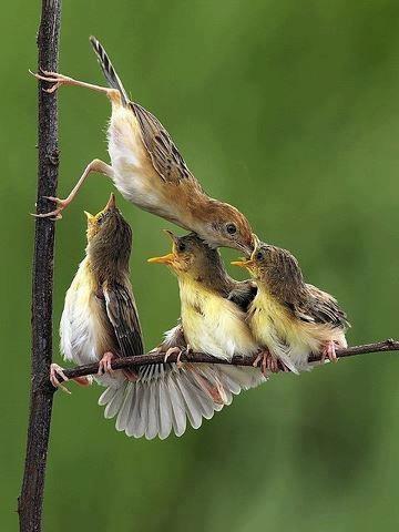 Feeding the Brood