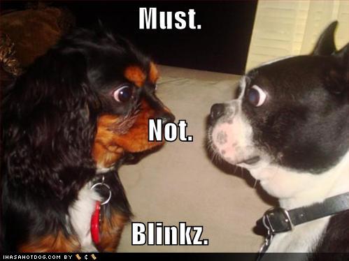 funny dog picture staring contest