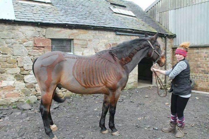 Totally Unique Looks Like Skeleton of Horse