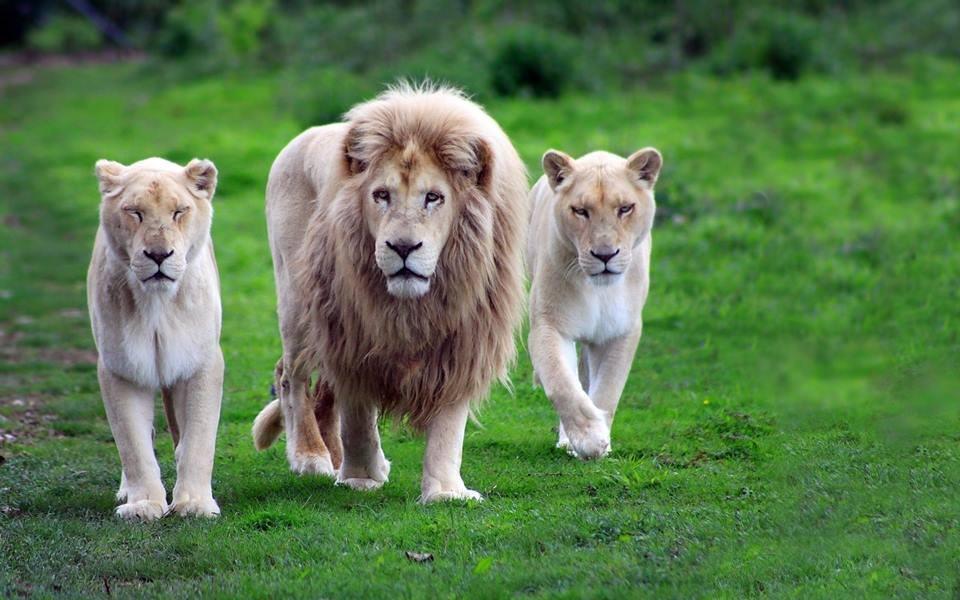 Beautiful White Lion Family Photo