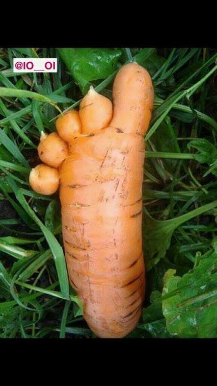 Carrot feet!!!