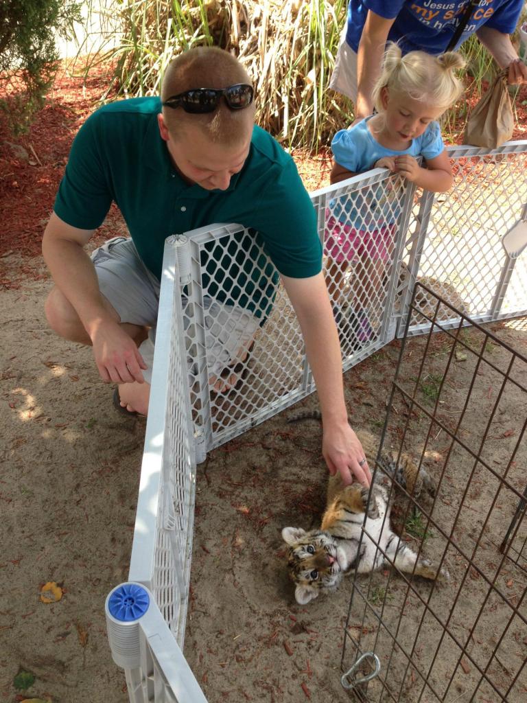 Our local zoo has a baby tiger you can pet