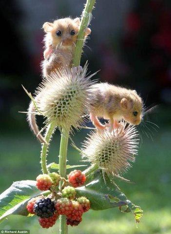 Cute mice...