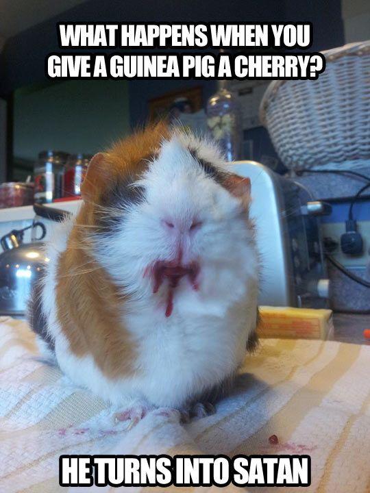 When you give a guinea pig a cherry