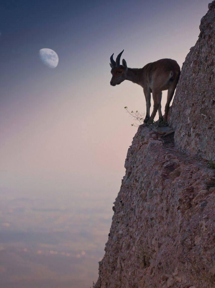 Amazing and Crazy Shots for Mountain goats