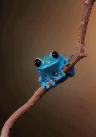 Cute Frog Photo