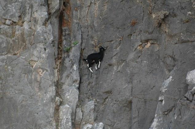 Mountain goats climbing on dangerous cliff