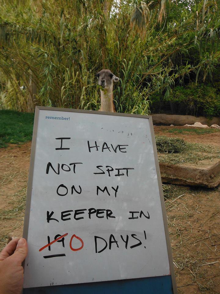 A zookeeper in Arizona just uploaded this to facebook.