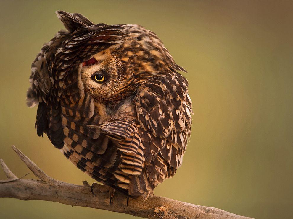National Geographic's photo of the day - a relaxing short eared owl