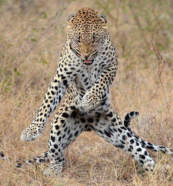 I like to move It move It.. Funny Jaguar Dance