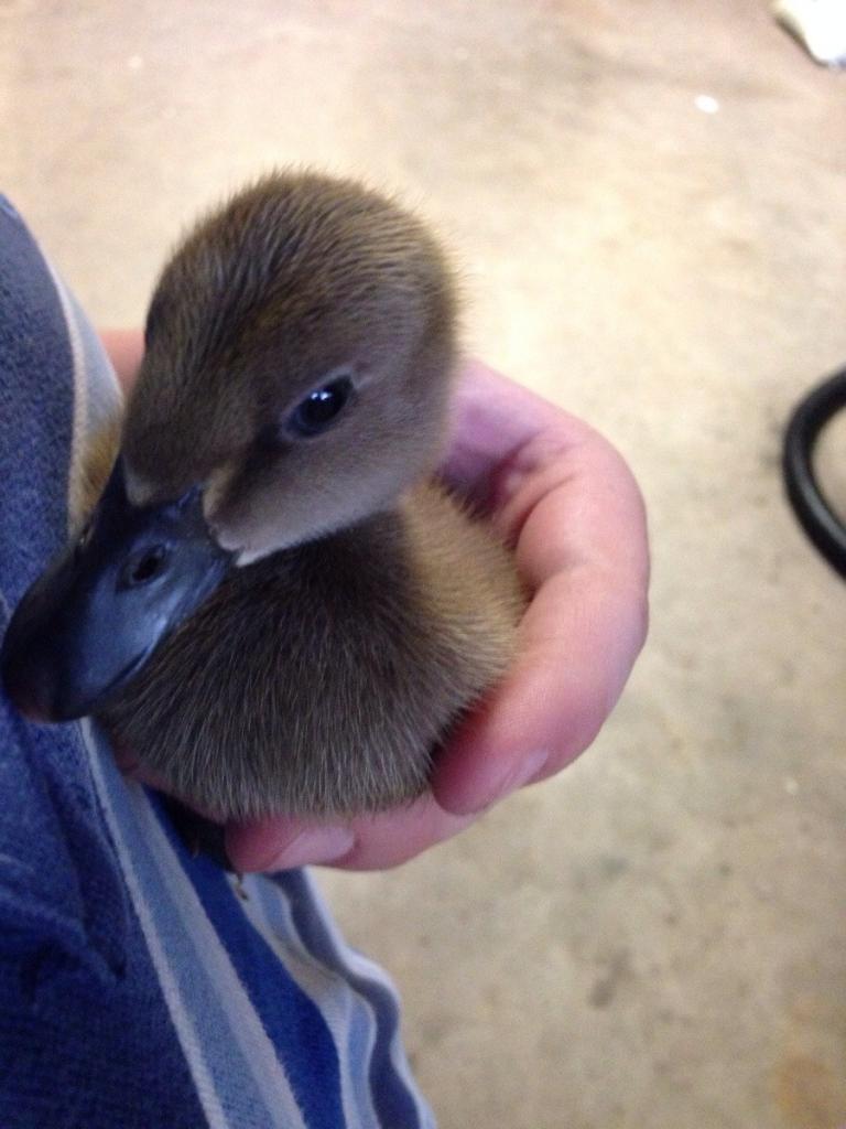 I wanted a duck. I got a duck. I love my duck.