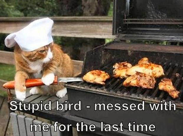 Cat cooks bird on bbq funny pictures