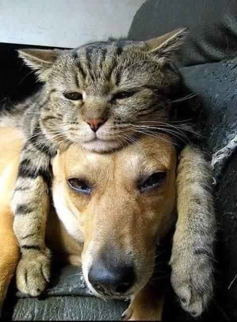 Lovely Friendship between Dogs and Cats