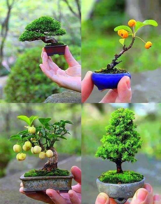 Beautiful Japanese Mini Bonsai Trees