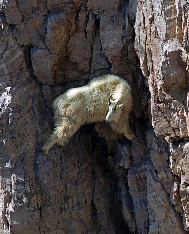 Goat on a dangerous cliff on mountain