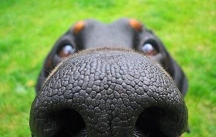 big dog nose