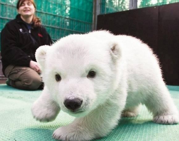 Baby Polar Bear Photo