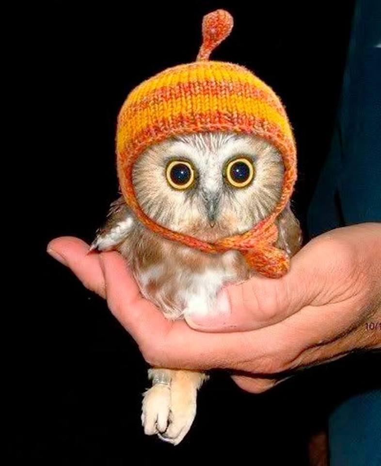 look like an owl to me... funny but cute