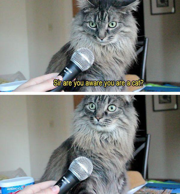 Cat interview