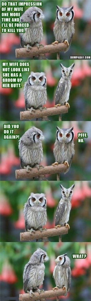 Owls Humour.. LOL