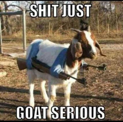 Goat is serious!!