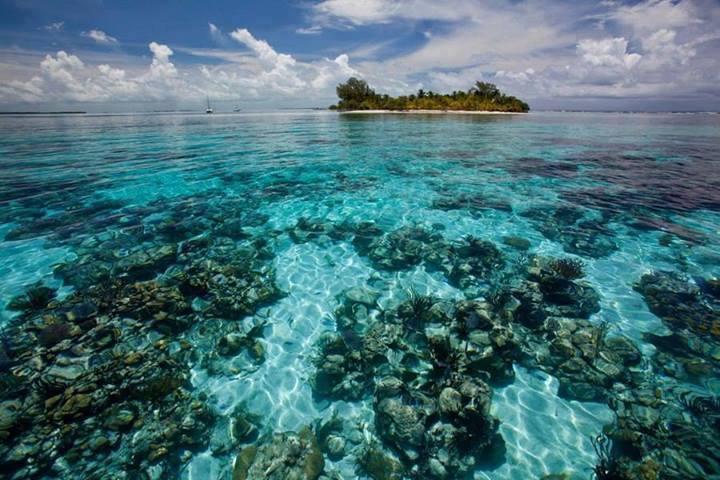 Coral Reefs of South Water Caye, Belize... amazing!
