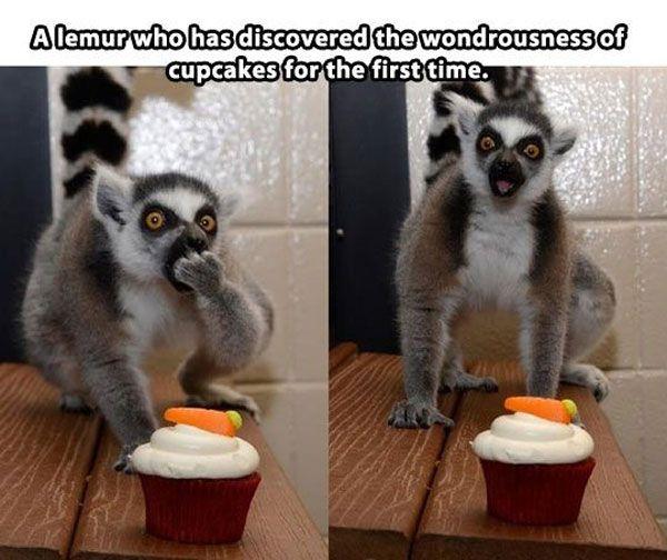 Funny Animal Pictures With Captions