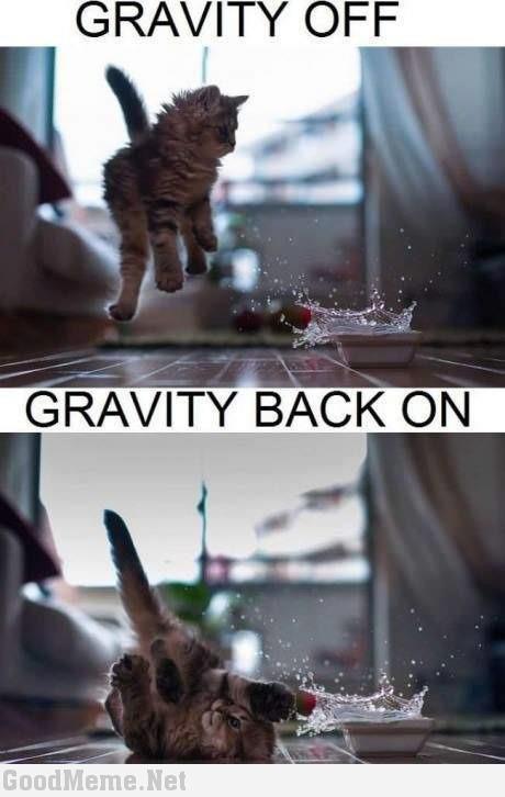 Gravity and the Animals... LOL