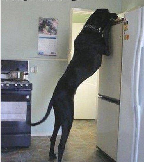 Great Dane looking for treats -- remember this when you decide you wan