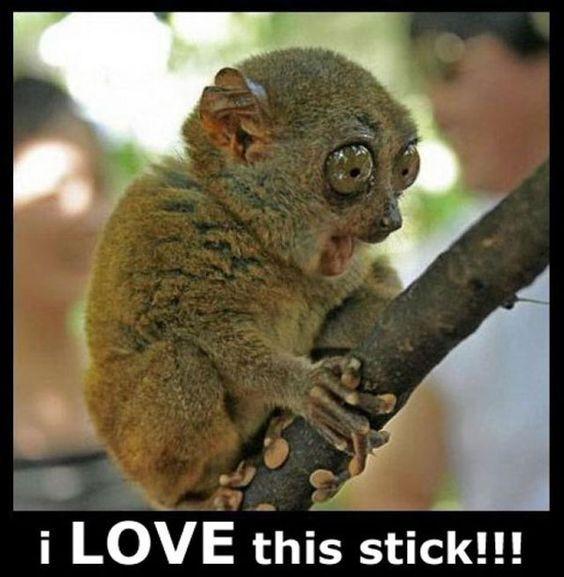 I love the stick