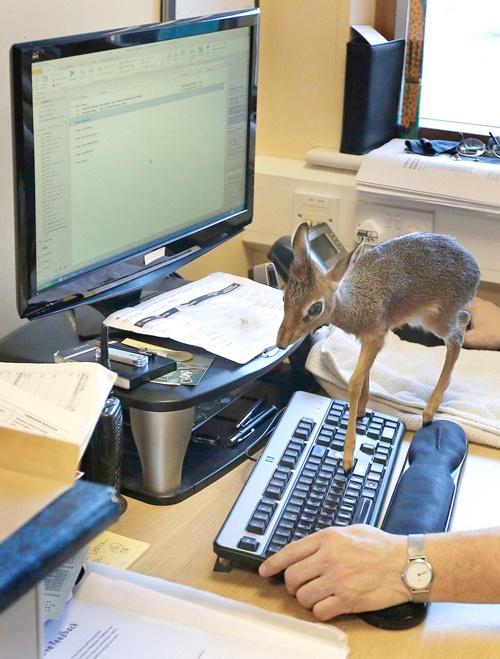 tiny antelope on a keyboard and more amazing animal pics