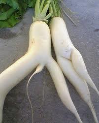 male and female turnip