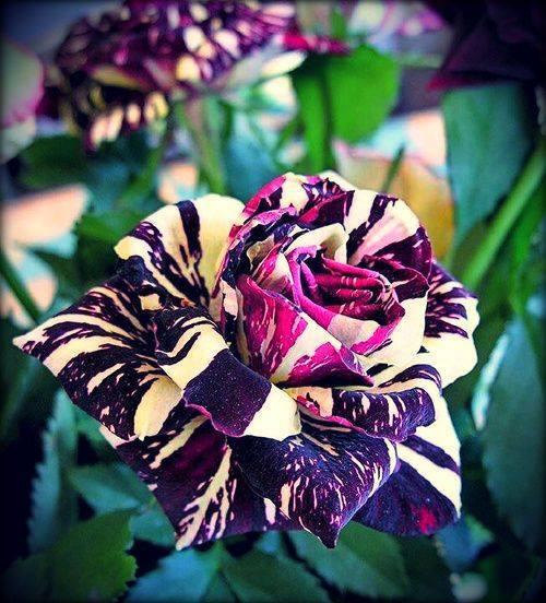 The Black Dragon Rose Photo