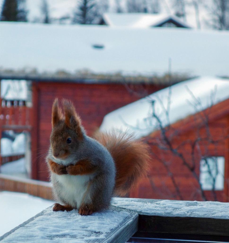 Took this picture of a fat squirrel when I went skiing last winter
