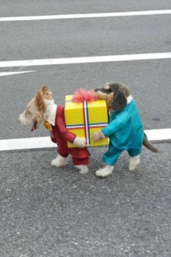 Best. Dog costume. Ever.