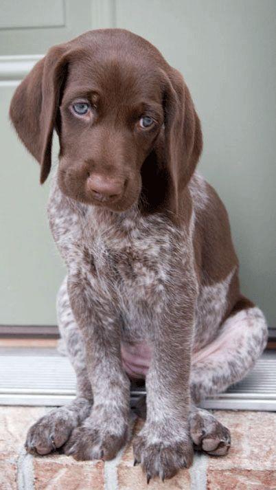 German Shorthaired Pointer - Puppies are soo adorable with their littl