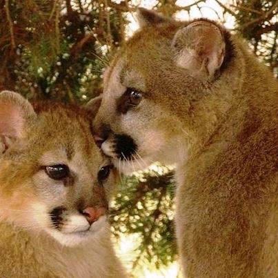 Adorable Cougar Cubs