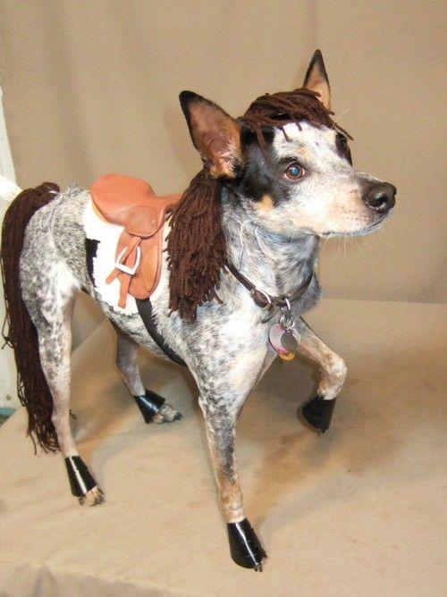 Ohmygosh. bentley would make such a cute horse