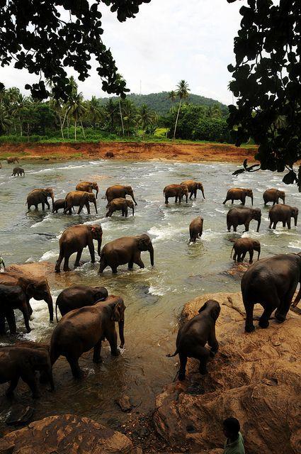 Pinnawala Elephant Orphanage - Sri Lanka