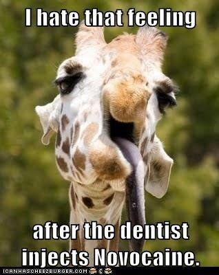 Giraffe after the dentist inject novocaine
