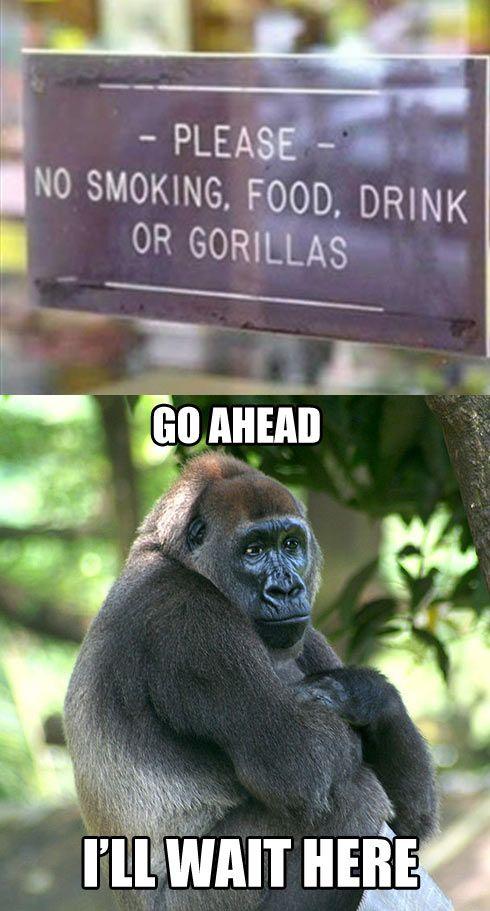 Stop Gorilla hate